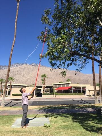 Peter Ibsen sampling leaves